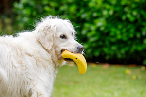 Petface Squeaky Latex Banana Dog Toy